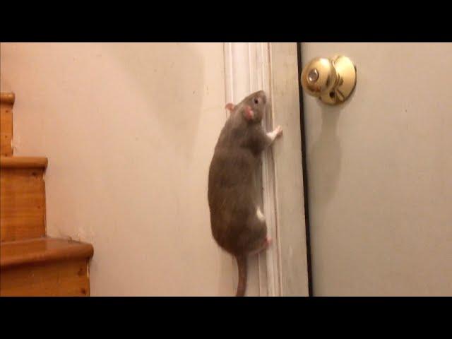 The Most RANDOM Rat Compilation! (I'm so sorry!)