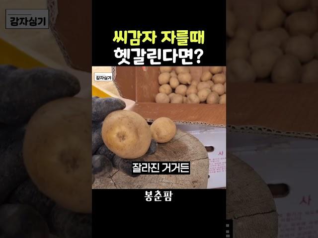 씨감자 자르는 방법
