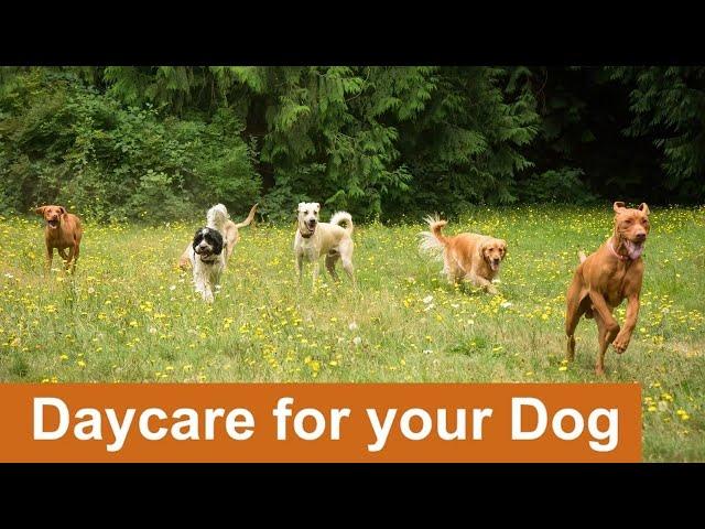 Daycare for your dog   Keep your dog busy while you are away or entertained while you cuddle