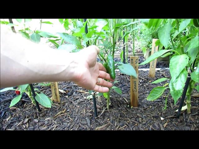 Complete Pepper Plant Garden Tour with Basic Tips: Planting Strategies, Mulching, Variety Names