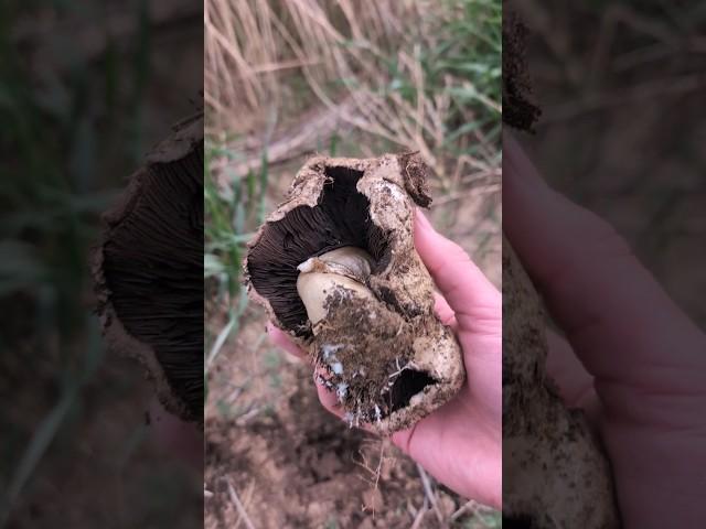 Digging up a chunky Agaricus mushroom!