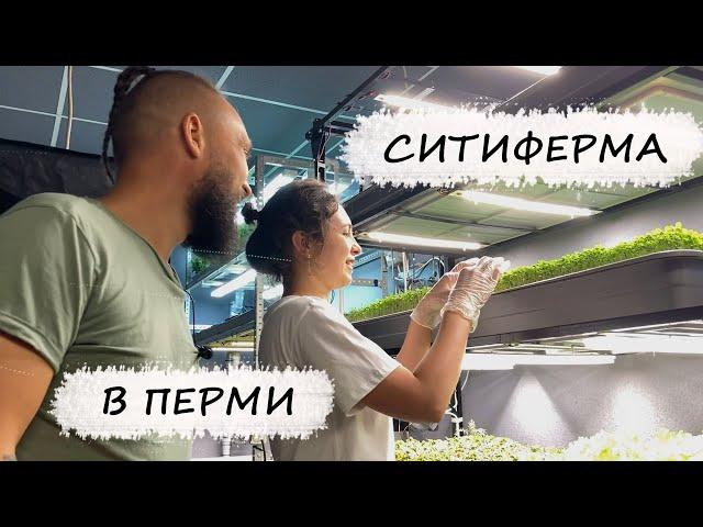 Ситиферма по выращиванию микрозелени в Перми / Mr.GrowChannel