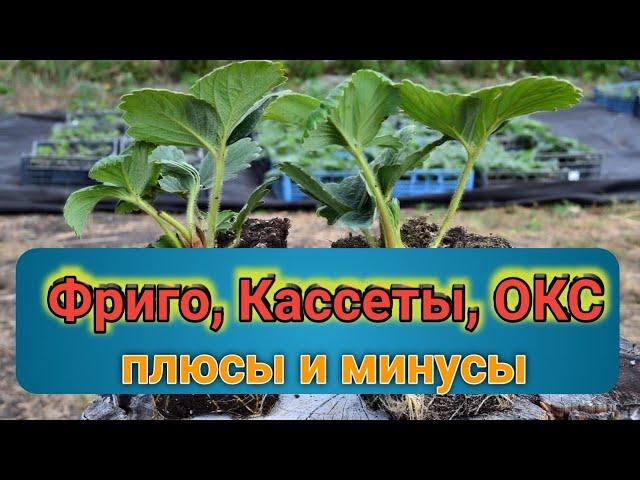 Рассада клубники: Фриго, Кассета, ОКС(копанка, зелёнка). В чем разница? Belklubnika.by