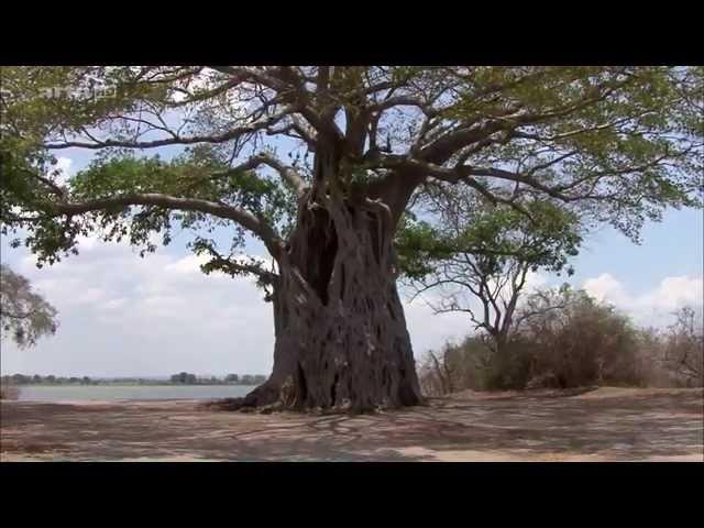 Afrika: Der Malawisee  -  See der Sterne (DOKU)