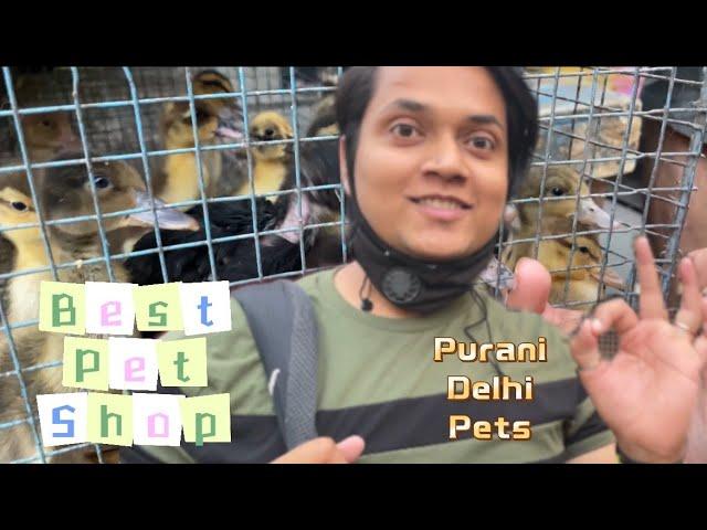 Purani Delhi Pet Bazar || Pets Shop In Purani Delhi || Purani Delhi Vlog || #vlog ||