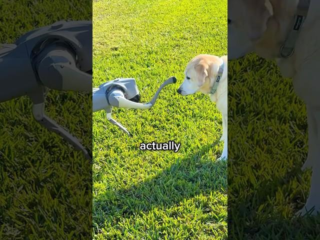 My REAL Dog vs My ROBOT Dog