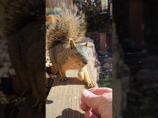  Monday's silly little squirrel video ️ #squirrel #friends
