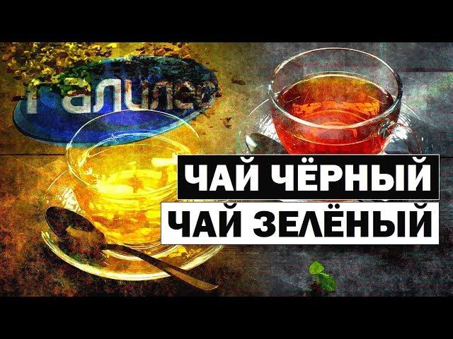 Галилео | Чем отличается черный чай от зелёного? 