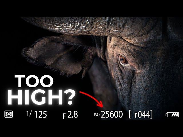 Pro Tips for High ISO Photography in Low Light