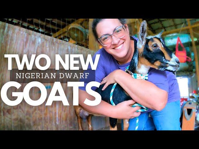 I Bought Some TINY Goats To Fix A BIG Problem | Dairy Goat VLOG