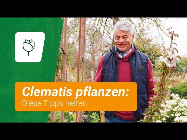 Clematis pflanzen: So geht's