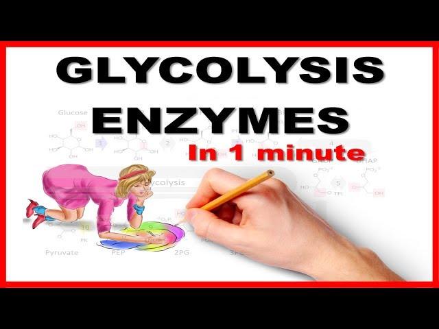 Glycolysis Enzymes/How to Remember : Mnemonic series 16#