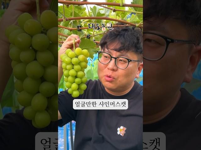 얼굴만한 대도농원의 샤인머스캣