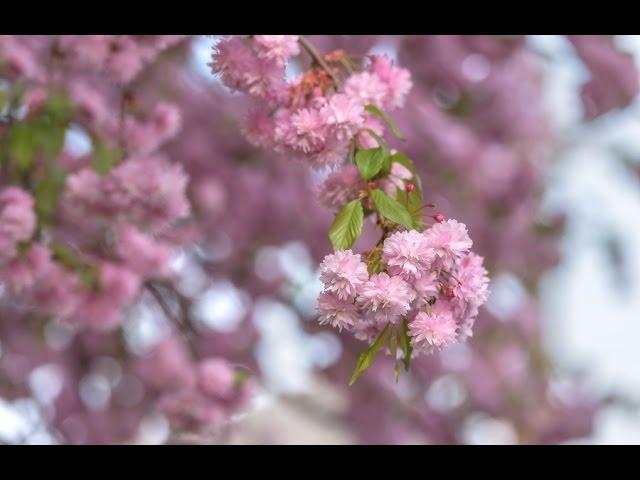 Сакура / Sakura