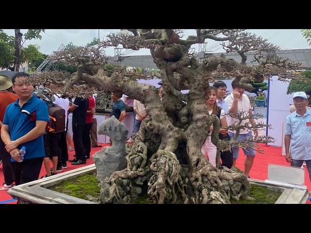 Outstanding of exhibition bonsai vietnam part 3