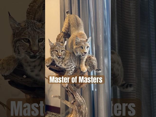 World Taxidermy Championships - Master of Masters Division 2024  #taxidermy #taxidermyart