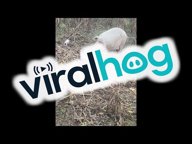 Pig With Her Piglets || ViralHog