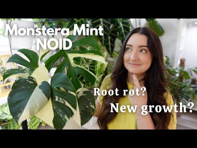 Moving My New Monstera Mint NOID to Pon & 9 Day Update!