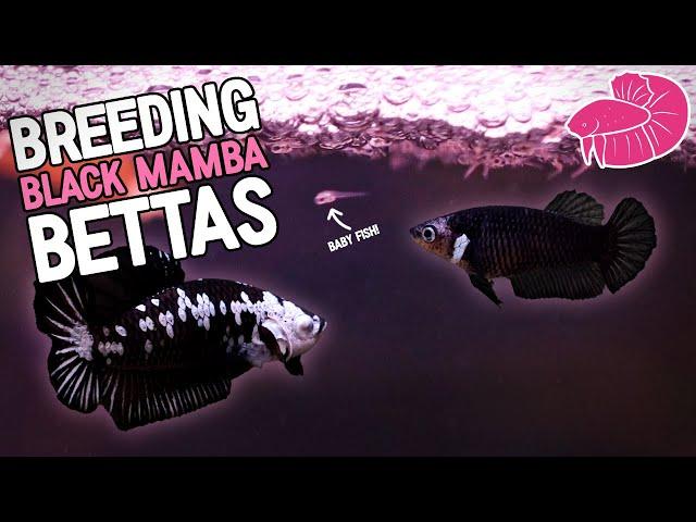 Breeding Black Mamba Bettas