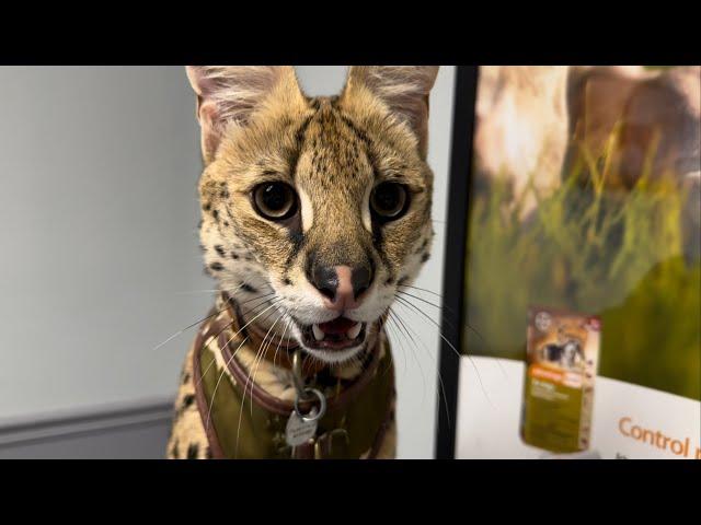 Wild Serval Bites My Hand