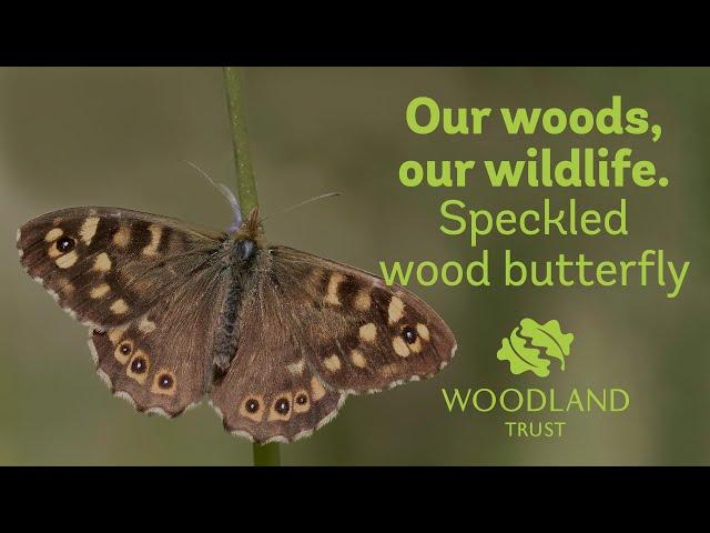 Speckled wood butterfly - Our woods, our wildlife | Woodland Trust