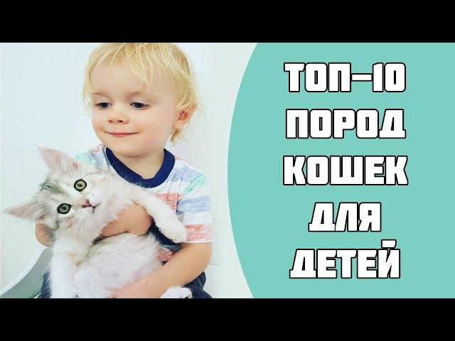 ТОП-10 пород кошек для детей