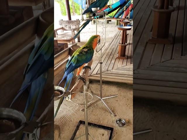 Dancing Macaw | Malahini - Maldives