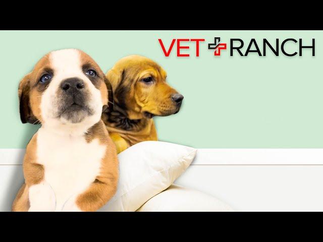 Puppies Too Small for Shelter are Saved by Vet Ranch