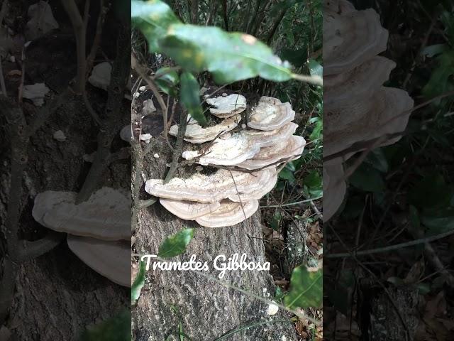 Trametes Gibbosa or Lumpy Bracket fungus