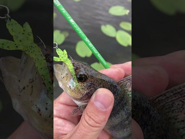 С Обезьянкой на рыбалку. Спиннинг Shimotsuke Turing Monkey SP40 #fishing, #ультралайт, #микроджиг