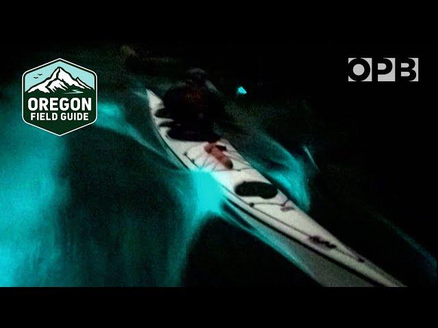 Amazing bioluminescent sea creatures of the Pacific Northwest | Oregon Field Guide