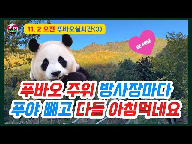 11.2 오전(3) 푸바오 이웃 방사장 3곳을 보니모두 평화로운 아침밥을 먹고있네요 #푸바오근황 #푸바오실시간 #fubao #푸바오 # panda #福宝