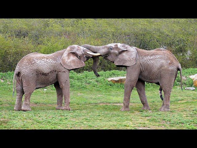 Elefanten trompeten im Thüringer Zoopark (Elephants trumpet in the zoo)