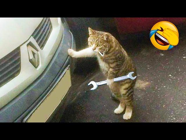 Funniest Dogs And Cats Videos  - Best Funny Animal Videos Of The 2021  