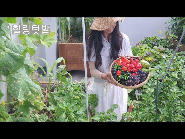 [city farmer kkotnim] Healing Garden - Spending Summer