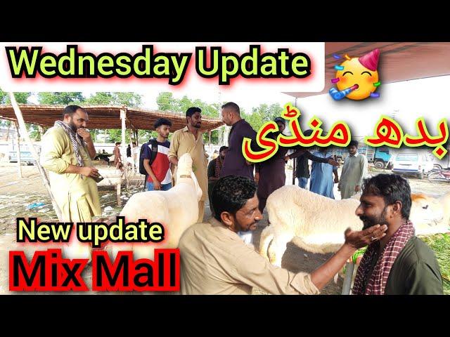 Wednesday Update| Shahpur Kanjra Mandi| Lahore Mandi| Live Deal| Makhi Chine Bakre| Desi  Bakre| Mix