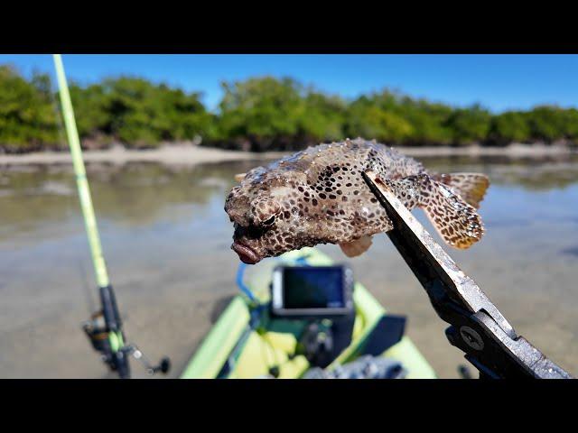 WHAT IS THIS FISH!?! Everglades Skinny Water Flats Kayak Sight Fishing