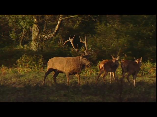 Red Deer rut