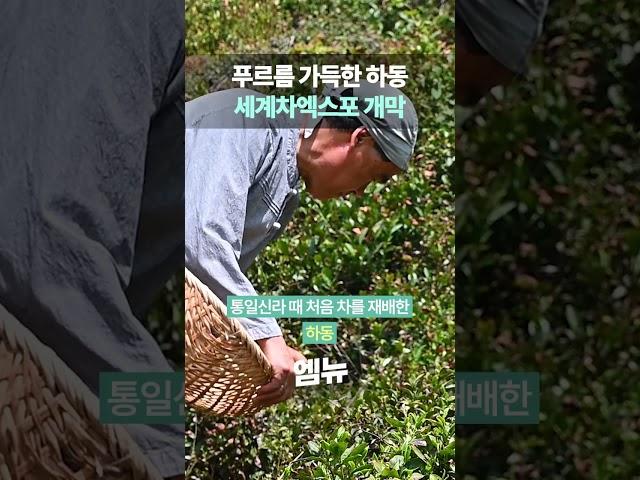 하동세계차엑스포가서 차 한잔 할까요?