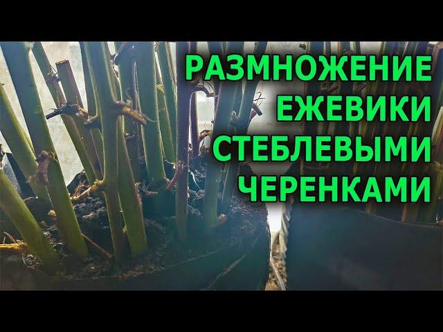 ПРОСТОЙ СПОСОБ РАЗМНОЖЕНИЯ ЕЖЕВИКИ СТЕБЛЕВЫМИ ЧЕРЕНКАМИ В СКРУТКЕ