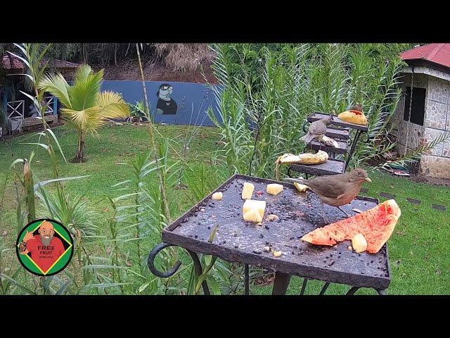 Costa Rica Live Bird Fruit Feeder Cam | Gingerbread Nuevo Arenal