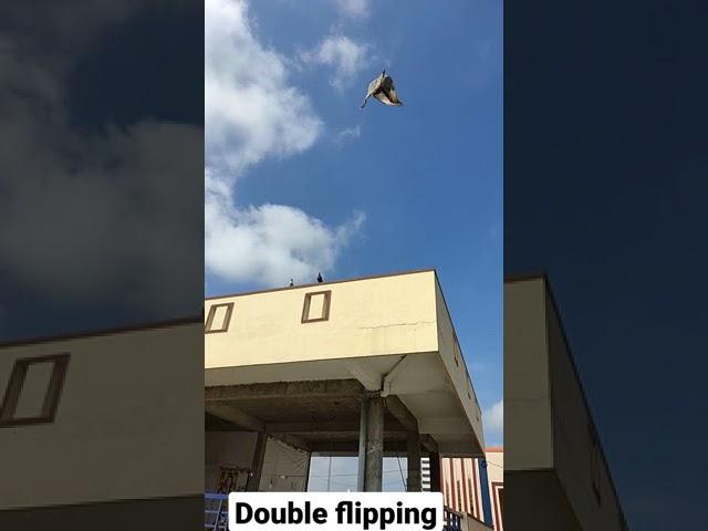 Pigeon double flipping #shorts