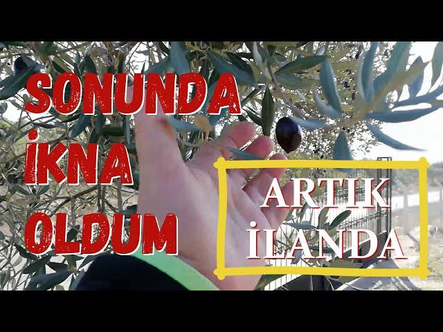 SONUNDA "PEKİ"DEDİM /ARTIK İLANDA