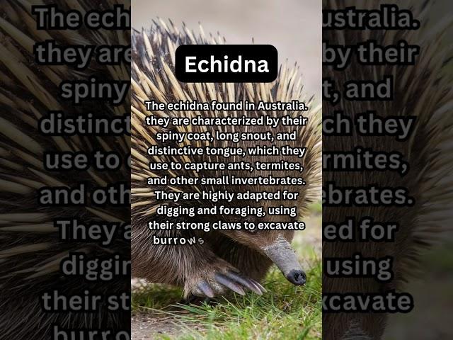 FACTS about ECHIDNA: Nature Unleashed!!! #shorts #facts