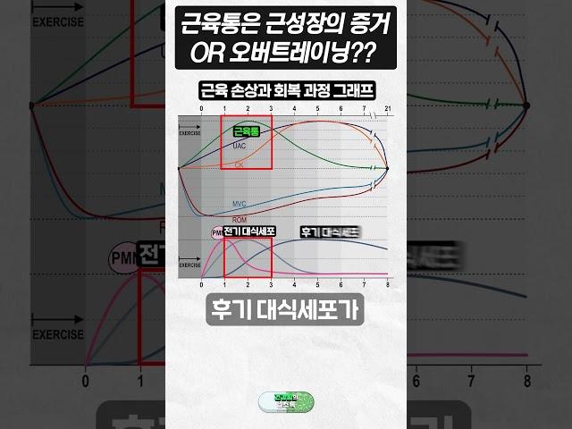 근육통은 근성장의 증거?? 오버트레이닝??