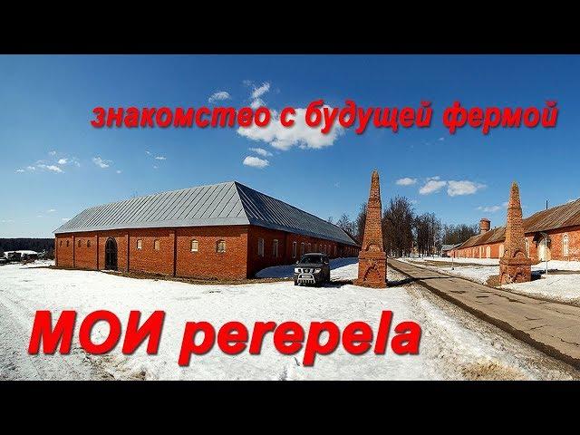 Перепелиная ферма МОИ perepela. Знакомство с будущей фермой МОИ перепела