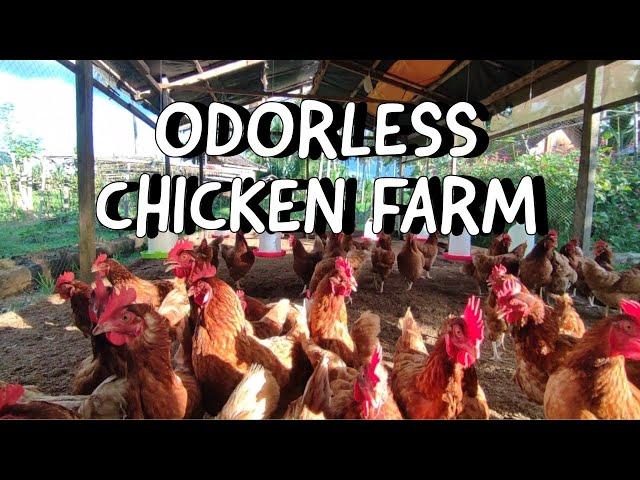 How To Make IMO (Indigenous Microorganisms) For An Odorless Chicken Farming 