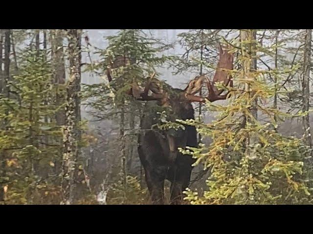 Northwestern Ontario Archery Moose Hunting See it to Believe it !!  Beauty Bull