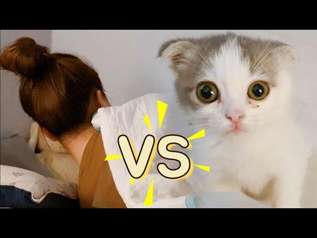 고양이 VS 집사