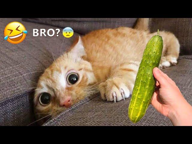 The FUNNIEST Pets Shorts Ever  Trending Funny Animals 